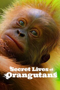 Secret Lives of Orangutans (2024) (ซับไทย)