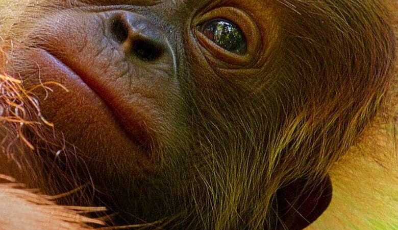 Secret Lives of Orangutans (2024) (ซับไทย)