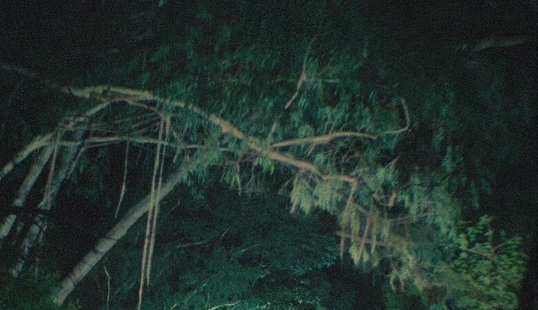 Birdeater (2024) (Soundtrack)